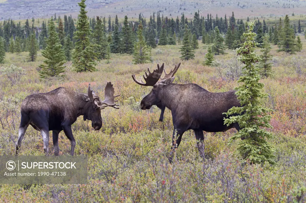 Moose Alces alces gigas, young bulls interacting, Denali National Park, Alaska, United States of America