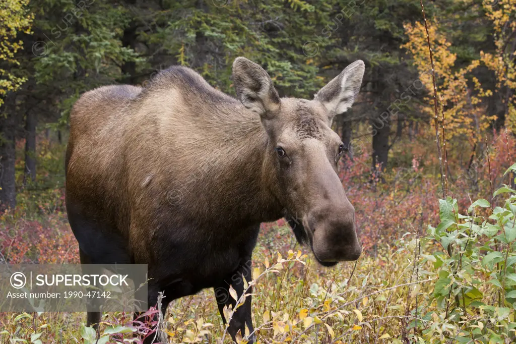 Moose Alces alces gigas, cow, just south of Denali National Park, Alaska, United States of America