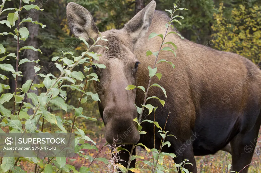 Moose Alces alces gigas, cow, just south of Denali National Park, Alaska, United States of America