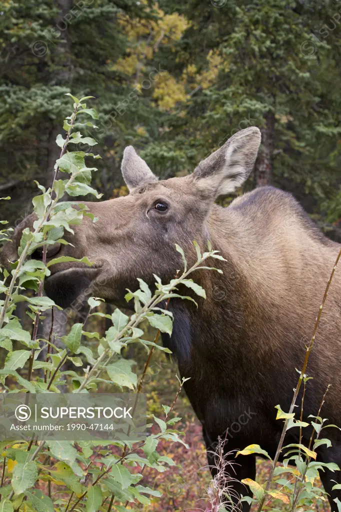 Moose Alces alces gigas, cow eating willow Salix sp., just south of Denali National Park, Alaska, United States of America