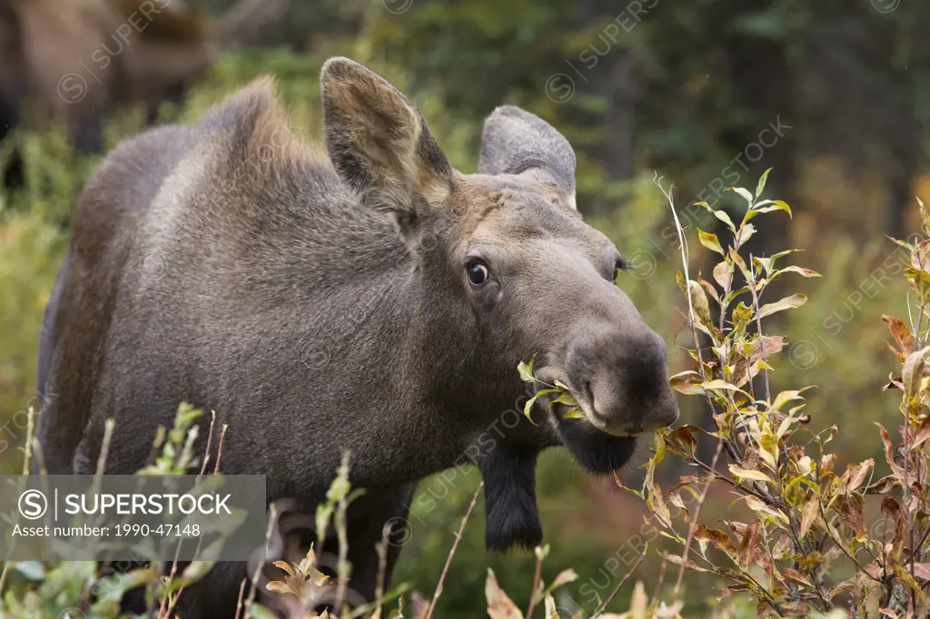 Moose Alces alces gigas, calf foraging, just south of Denali National Park, Alaska, United States of America