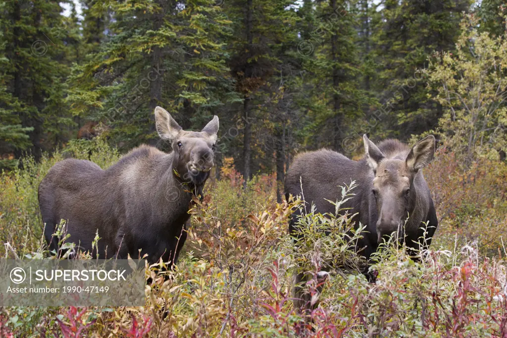 Moose Alces alces gigas, calf foraging, just south of Denali National Park, Alaska, United States of America