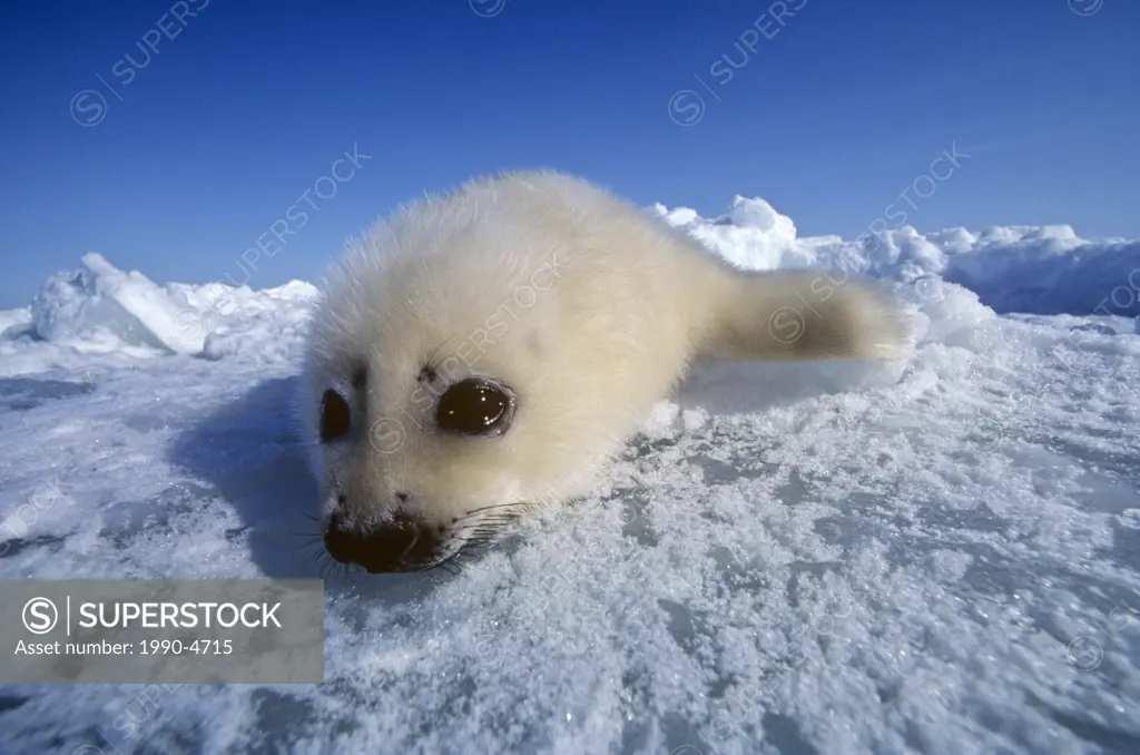 Harp or Saddleback Seal pup in the Gulf of St Lawrence, Canada