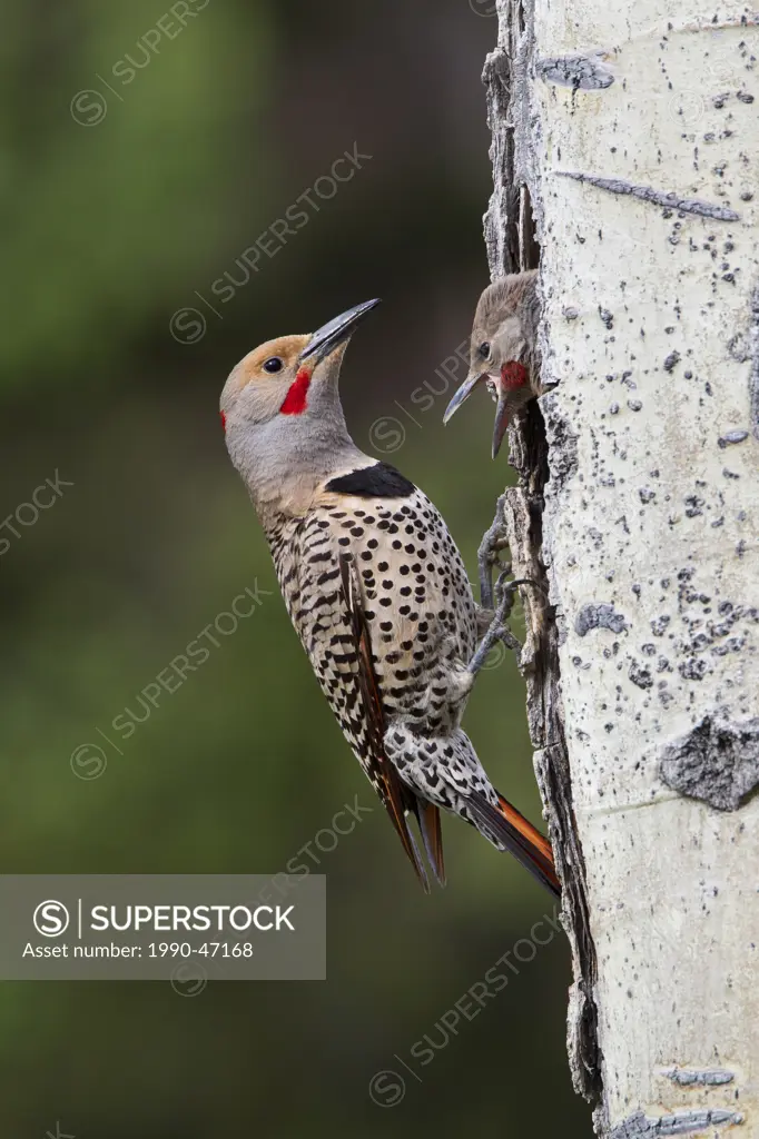 Northern flicker/red_shafted flicker Colaptes auratus, adult male and male nestling at nest cavity, near Lac Le Jeune, British Columbia, Canada