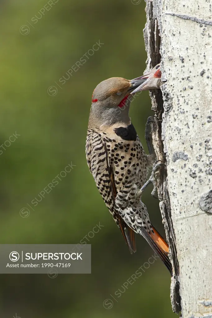 Northern flicker/red_shafted flicker Colaptes auratus, adult male feeding male nestling, near Lac Le Jeune, British Columbia, Canada