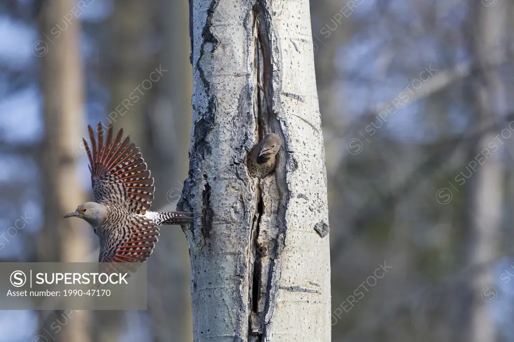 Northern flicker/red_shafted flicker Colaptes auratus, adult female leaving nest cavity with female nestling, near Lac Le Jeune, British Columbia, Can...