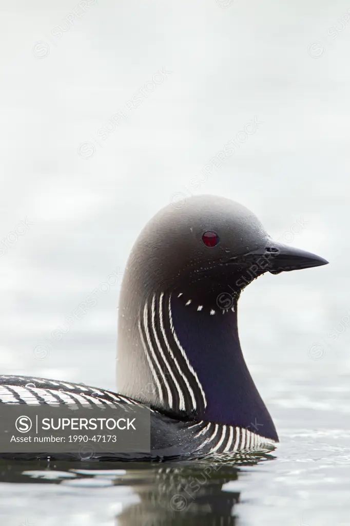 Pacific loon Gavia pacifica, adult in breeding plumage, Goose Lake, Anchorage, Alaska, United States of America