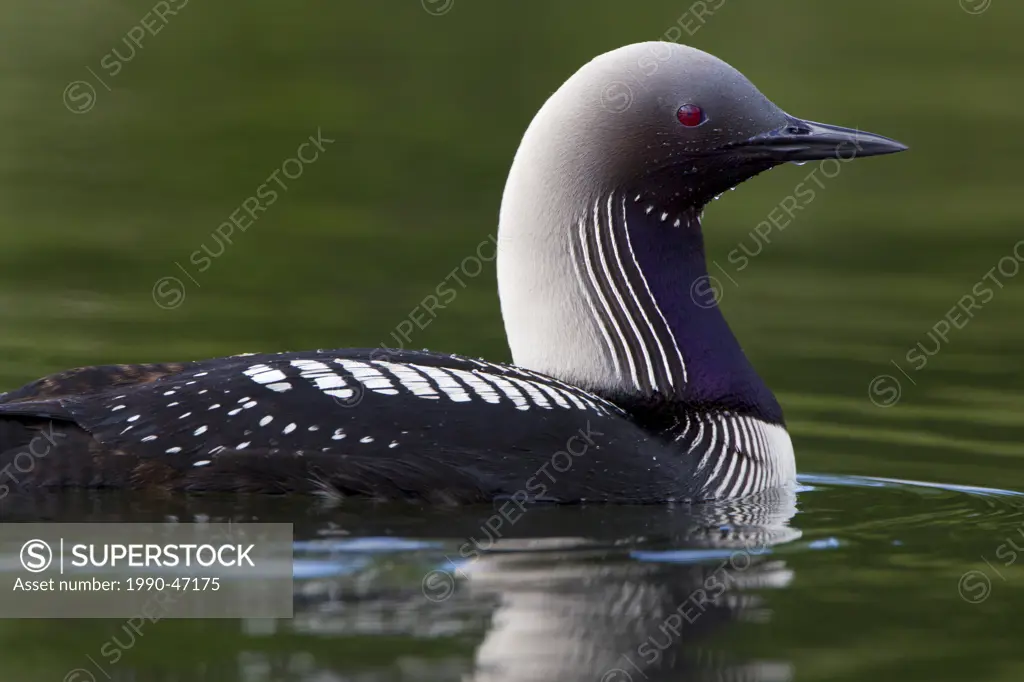 Pacific loon Gavia pacifica, adult in breeding plumage, Goose Lake, Anchorage, Alaska, United States of America