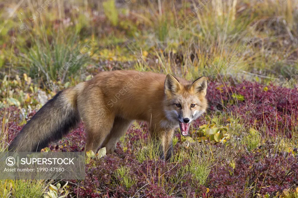 Red fox Vulpes vulpes, on tundra in fall colour, Denali National Park, Alaska, United States of America
