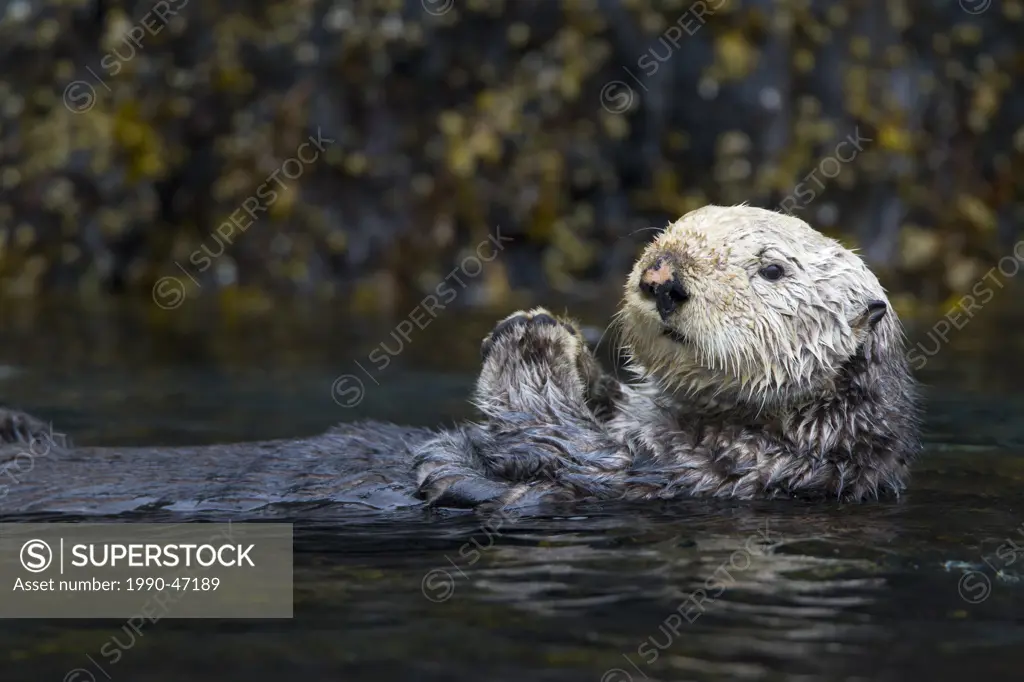 Sea otter Enhydra lutris kenyoni, Whale Pass near Kodiak Island, Alaska, United States of America