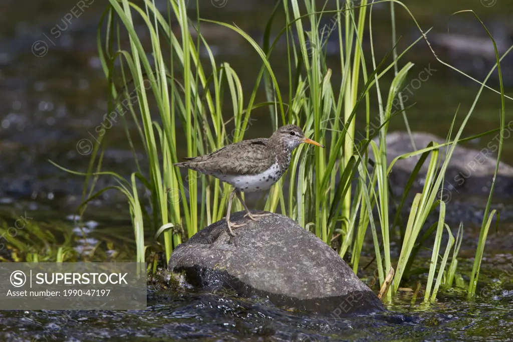 Spotted sandpiper Actitis macularia, in breeding plumage, near Tunkwa Provincial Park, British Columbia, Canada