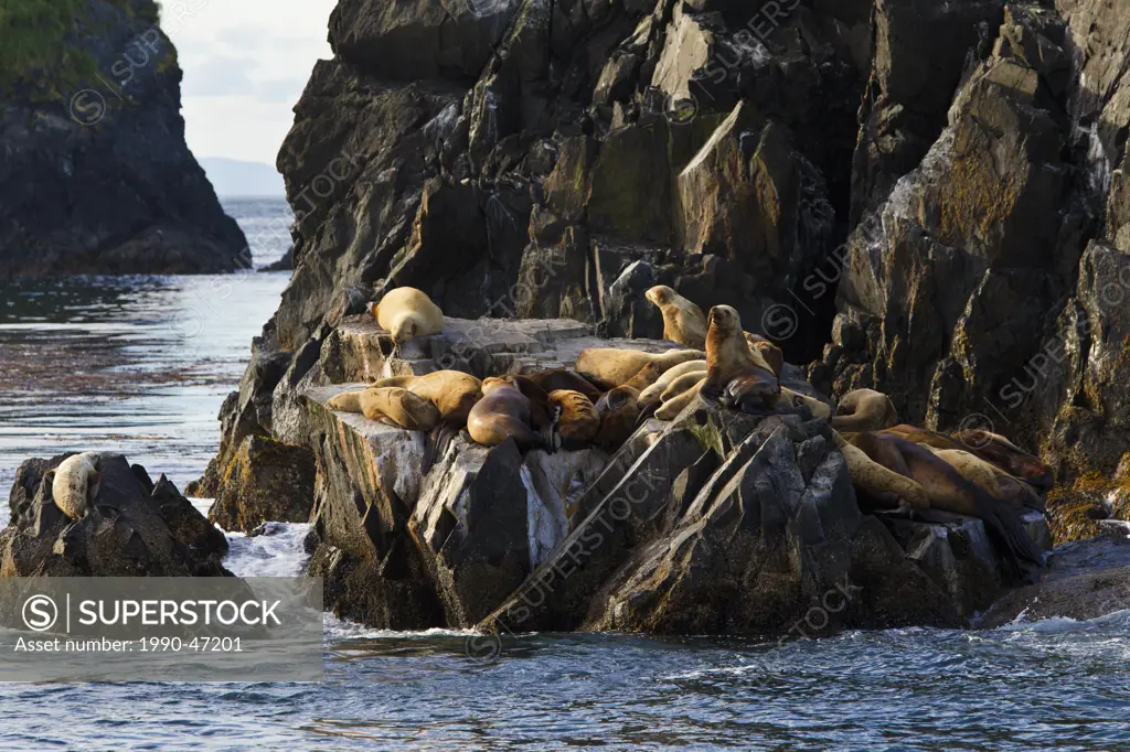 Steller sea lions Eumetopias jubatus, at haul_out, off Kodiak Island, Alaska, United States of America