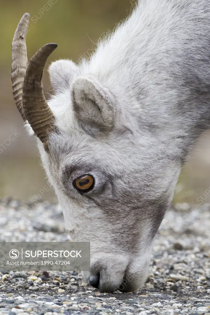 Stone sheep Ovis dalli stonei, ewe, eating road salt along highway, Muncho Lake Provincial Park, British Columbia, Canada