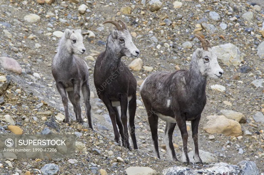 Stone sheep Ovis dalli stonei, lamb and ewes, Muncho Lake Provincial Park, British Columbia, Canada