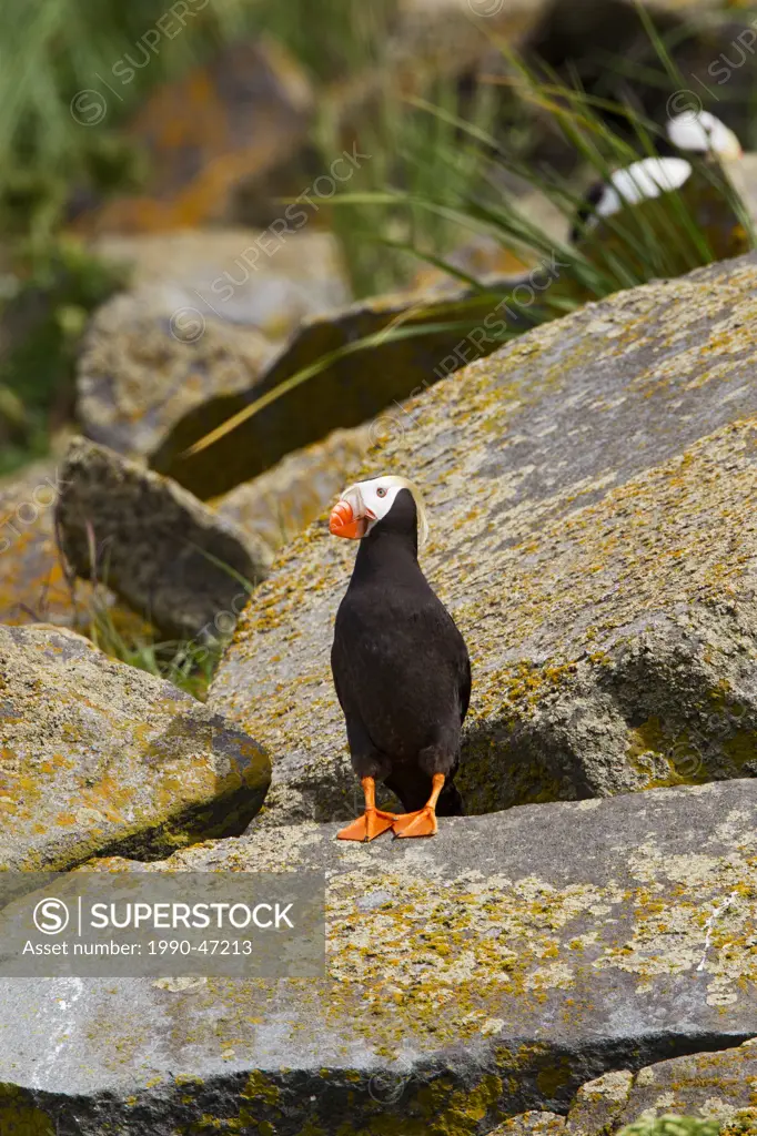 Tufted puffin Fratercula cirrhata and horned puffins, Fratercula corniculata, Ninagiak Island, Hallo Bay, Katmai National Park, Alaska, United States ...