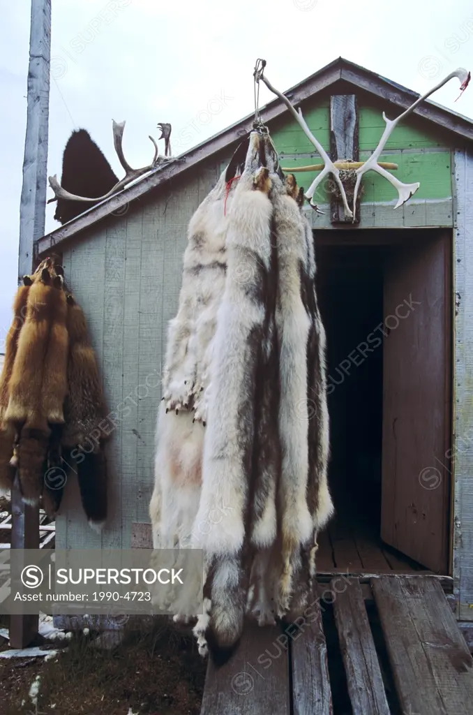 Grey or Timber Wolf skins on trappers cabin, Newfoundland and Labrador, Canada