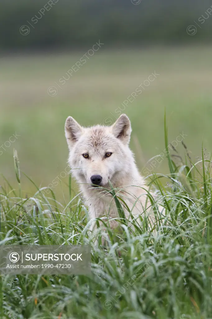 Wolf Canis lupus, Hallo Bay, Katmai National Park, Alaska, United States of America
