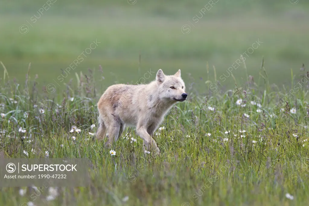 Wolf Canis lupus, Hallo Bay, Katmai National Park, Alaska, United States of America