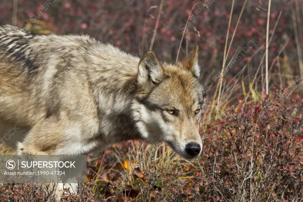 Wolf Canis lupus, on fall tundra, Denali National Park, Alaska, United States of America