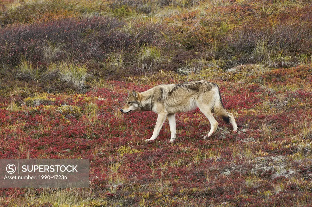 Wolf Canis lupus, on fall tundra, Denali National Park, Alaska, United States of America