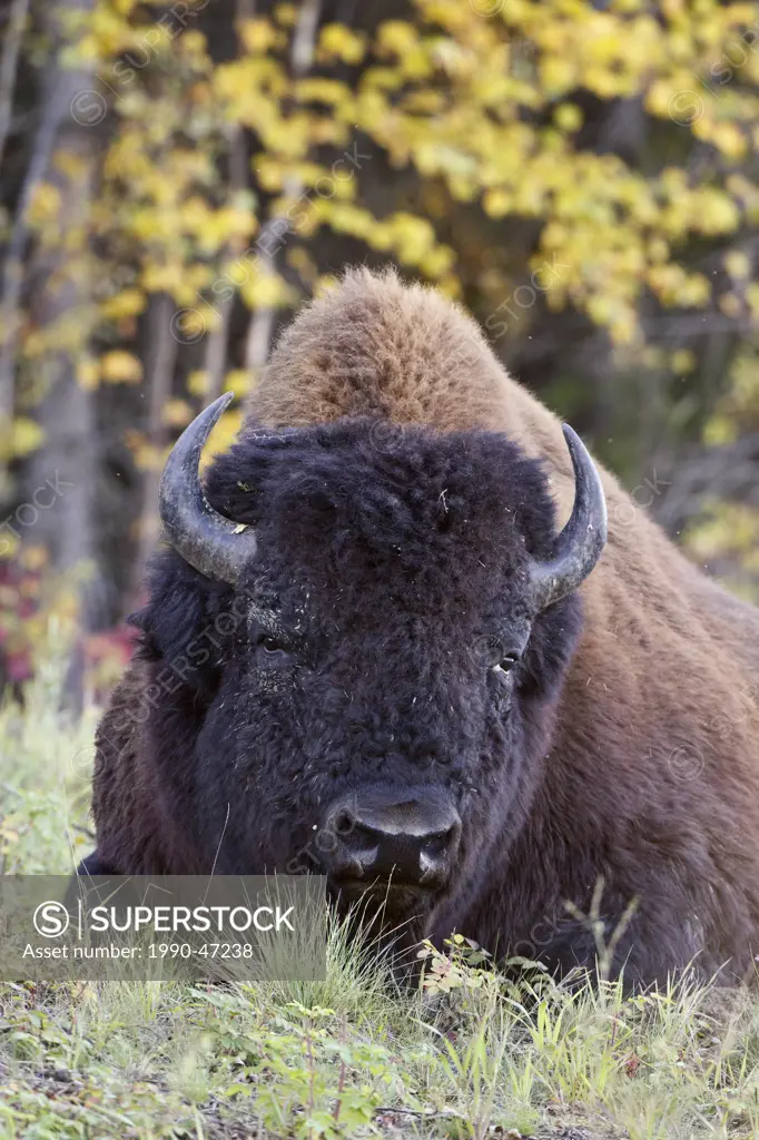 Wood bison Bison bison athabascae, bull, along the Alcan Highway between Watson Lake, Yukon Territory and Liard Hot Springs, British Columbia, Canada