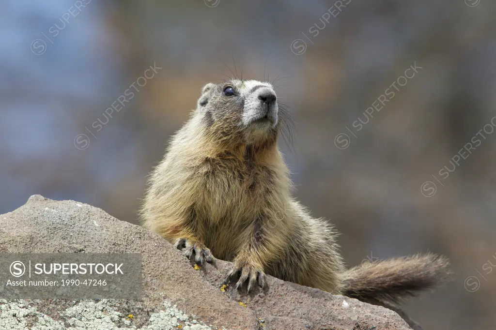 Yellow_bellied marmot Marmota flaviventris, near Tunkwa Provincial Park, British Columbia, Canada