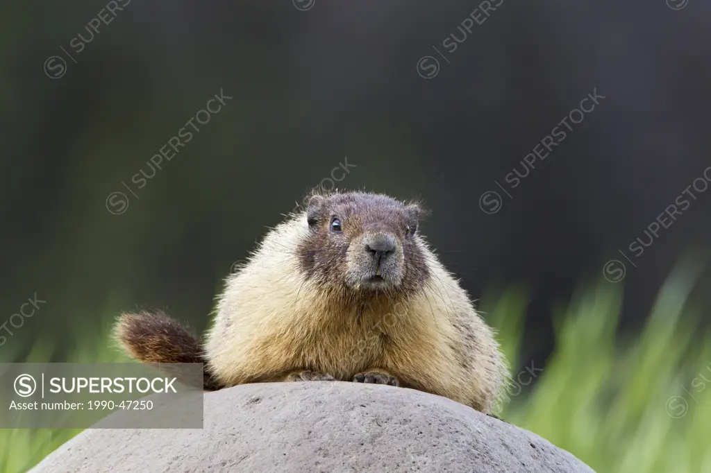 Yellow_bellied marmot Marmota flaviventris, near Tunkwa Provincial Park, British Columbia, Canada