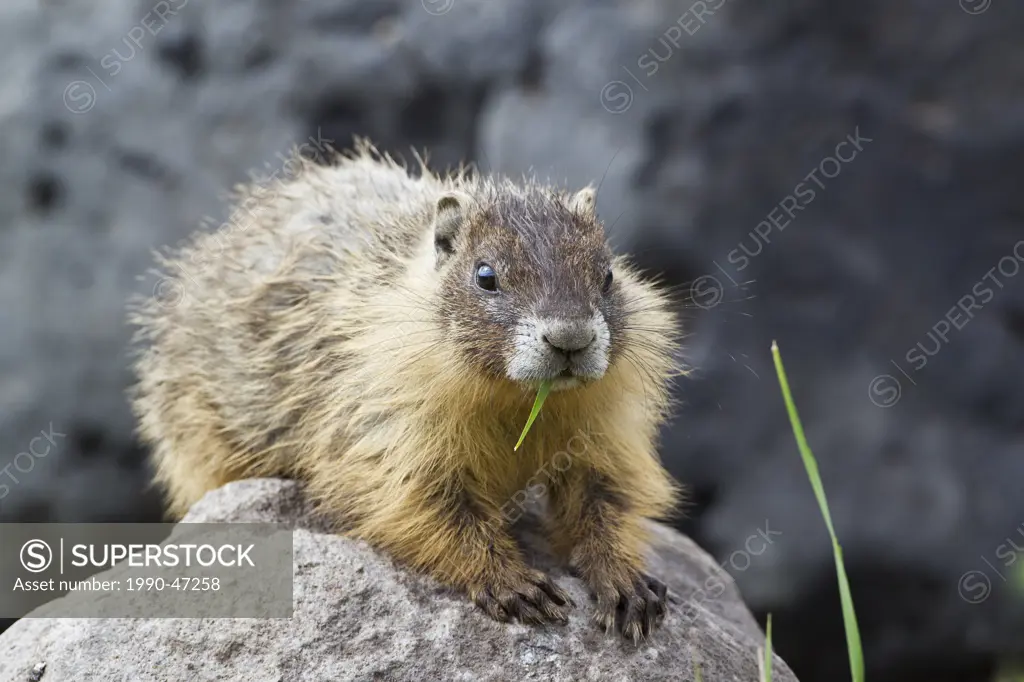 Yellow_bellied marmot Marmota flaviventris, eating grass, near Tunkwa Provincial Park, British Columbia, Canada