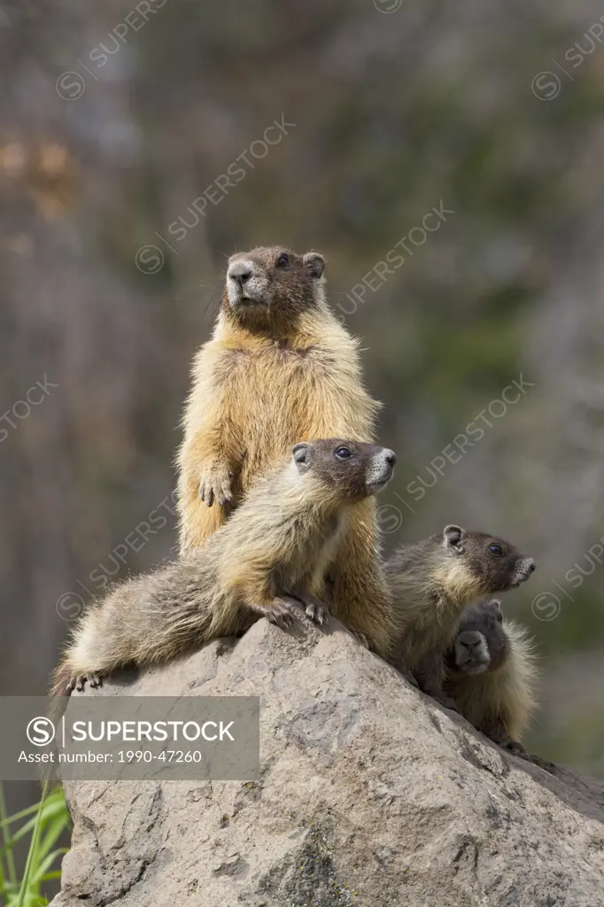 Yellow_bellied marmot Marmota flaviventris, adult female standing and pups, near Tunkwa Provincial Park, British Columbia, Canada