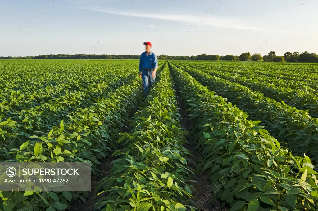 A man in a mid growth soybean field, Manitoba, Canada