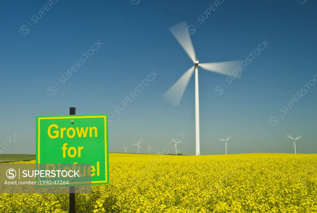 A biofuel sign in a bloom stage canola field with wind turbines in the background, near St. Leon, Manitoba, Canada