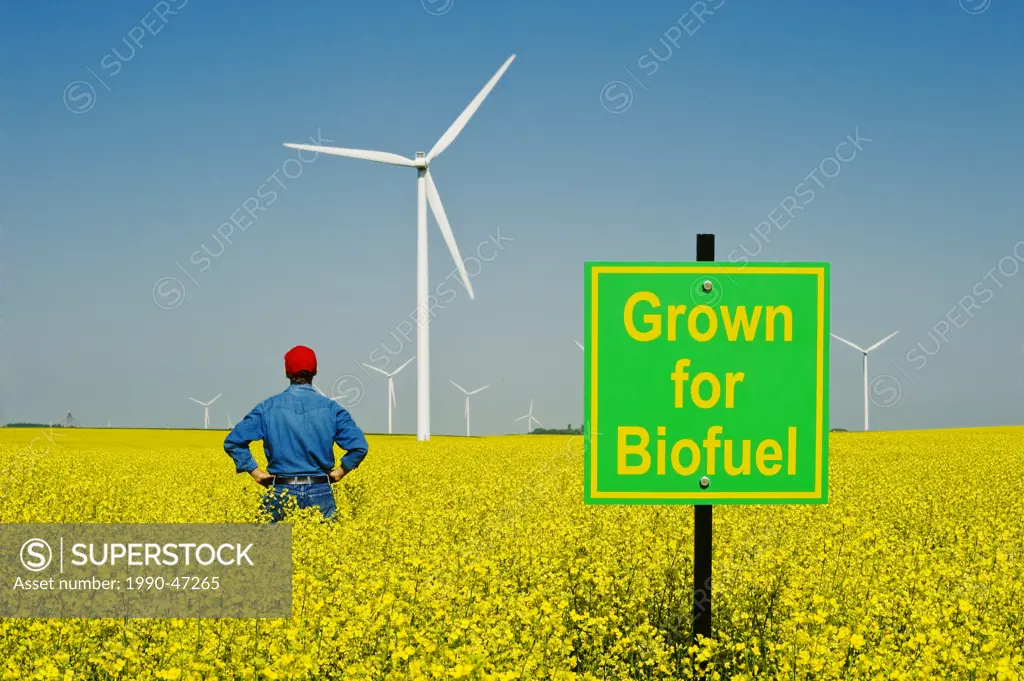 A man looks out over a biofuel sign in a bloom stage canola field with wind turbines in the background, near St. Leon, Manitoba, Canada