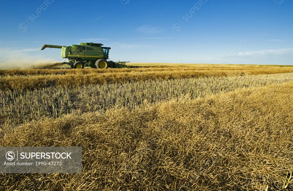 A combine harvester works in a canola field, near Torquay, Saskatchewan, Canada