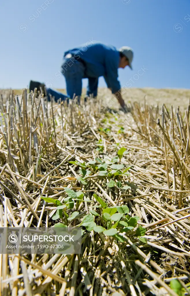 A farmer scouts early growth canola in a zero till grain stubble field, Tiger Hills, Manitoba, Canada