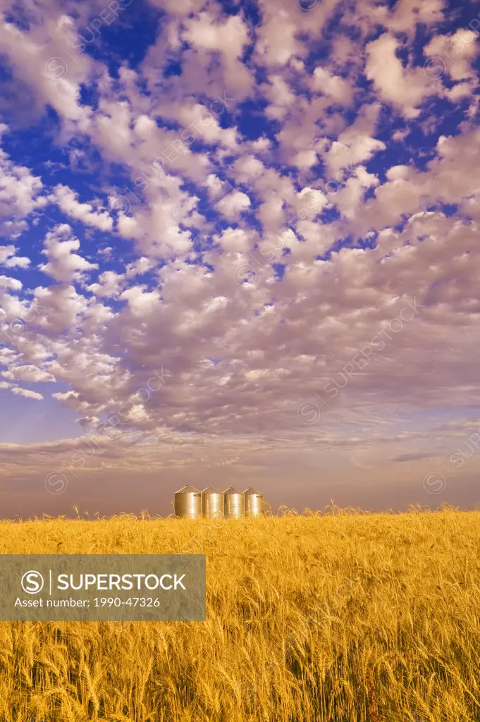 Mature winter wheat field with grain storage bins in the background, near Carey, Manitoba, Canada
