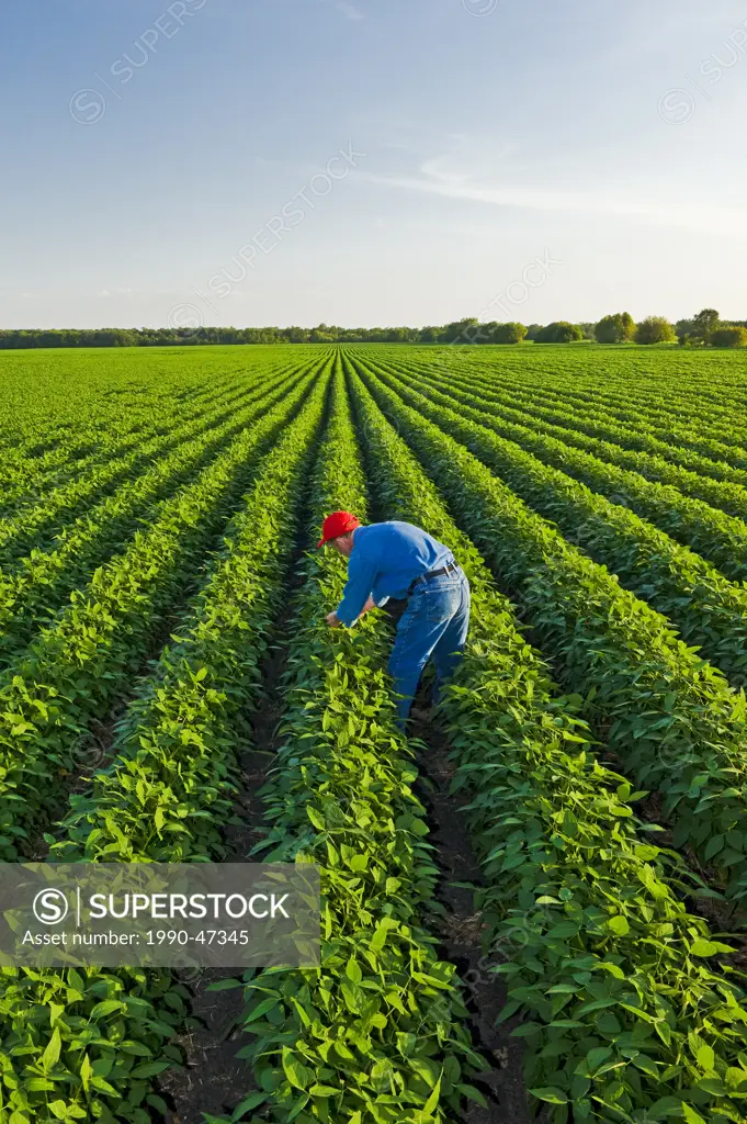 A man checks a mid growth soybean field, Manitoba, Canada