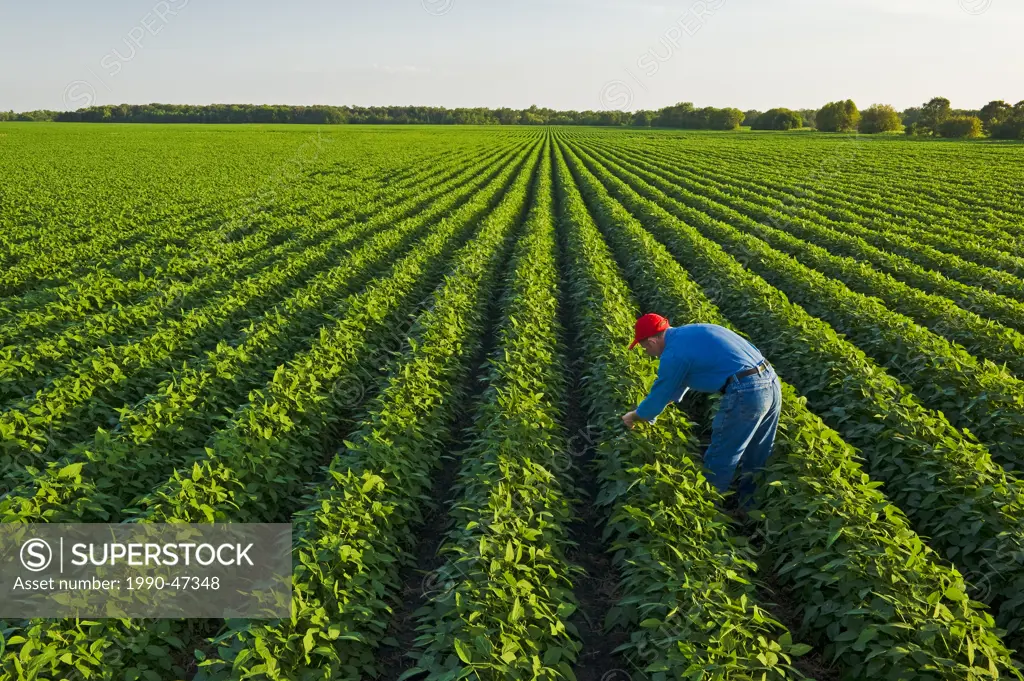 A man checks a mid growth soybean field, Manitoba, Canada