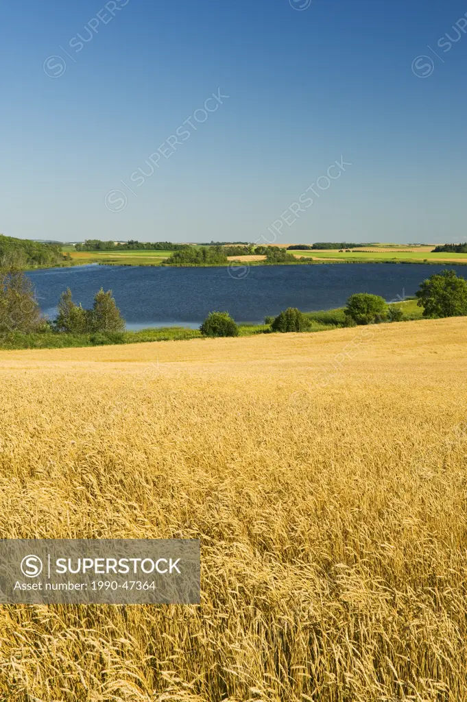Prairie slough and field of mature wheat, near Bruxelles, Manitoba, Canada