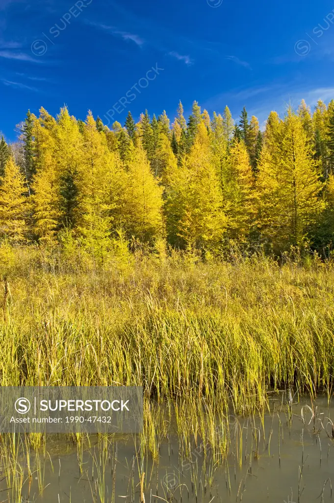 Autumn colours on tamarack trees, Duck Mountain Provincial Park, Manitoba, Canada