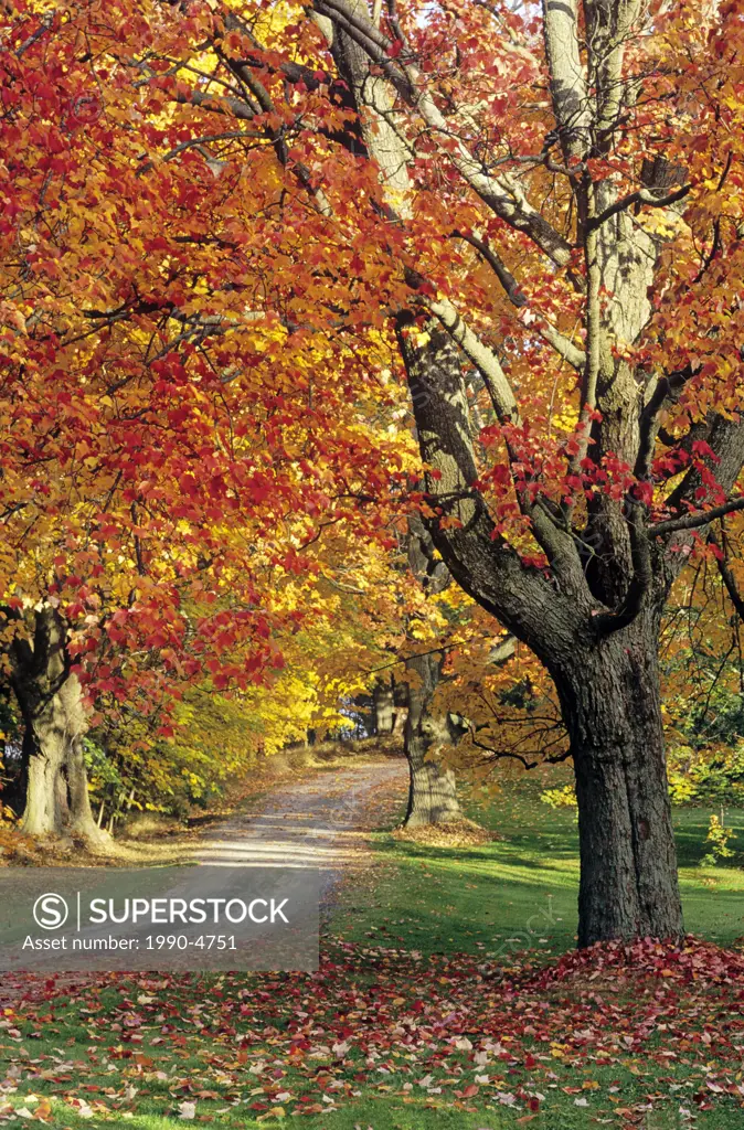 Maple trees in fall foliage, Port Williams, Nova Scotia, Canada