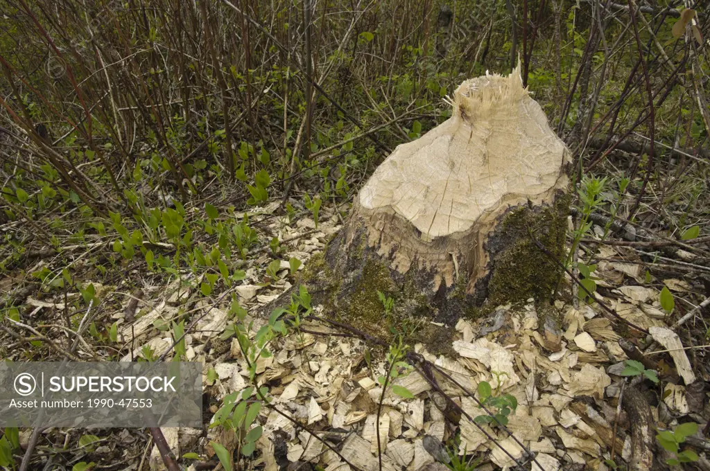 Tree stump chewed by beaver, showing wood chips and teeth marks, Saskatchewan, Canada