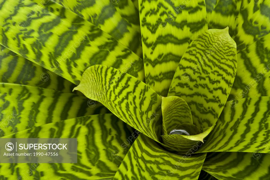 Close_up of succulent plant, Conservatory at Parque Nacional de Santa Teresa, Rocha, Uruguay