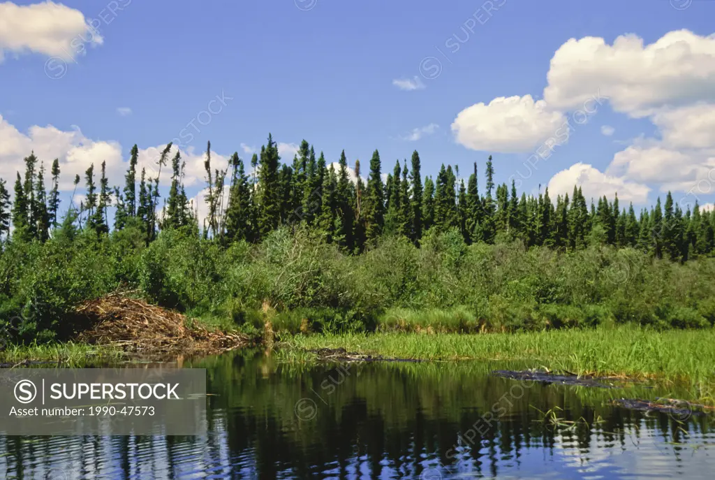 Beaver lodge at edge of northern lake, Saskatchewan, Canada