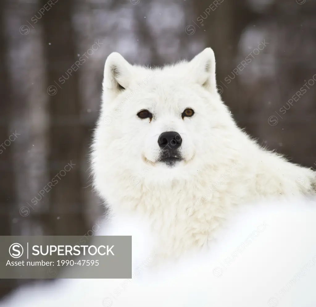 Closeup of Arctic Wolf in the snow.