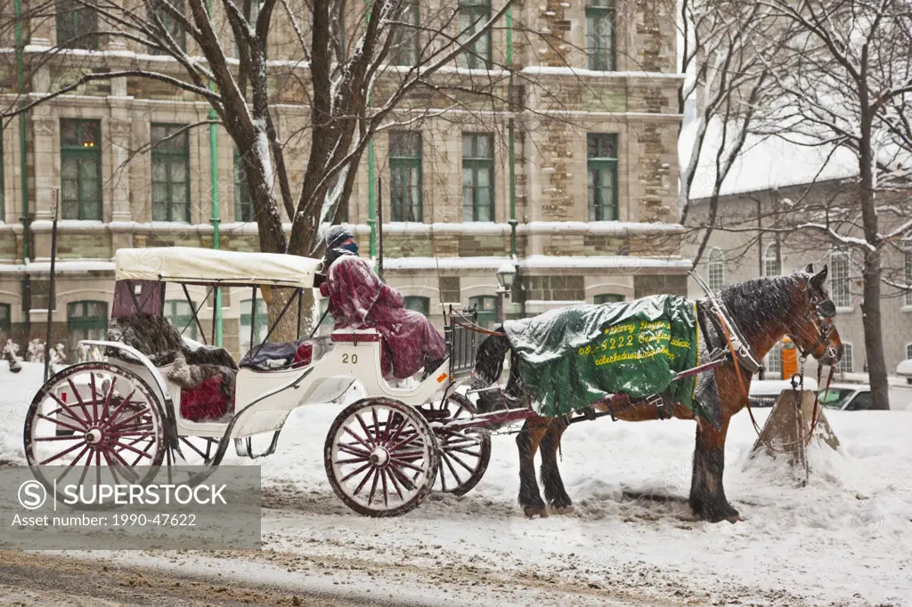 Driver with horse and carriage, Old Quebec City, Quebec, Canada.