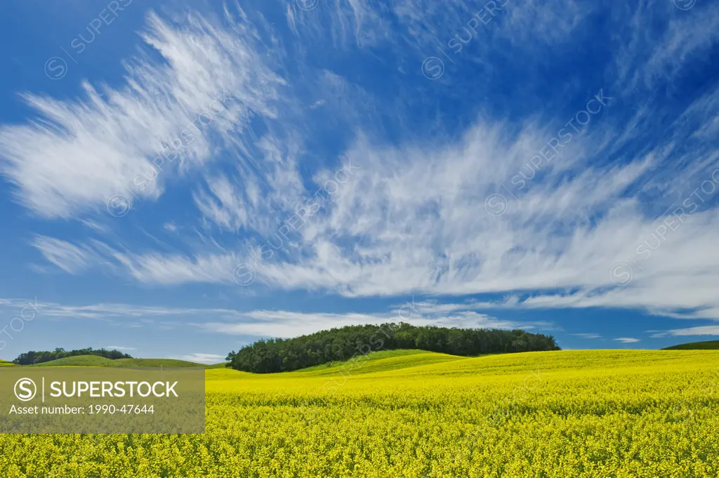 Bloom stage canola field and sky filled with cirrus clouds , Tiger Hills, Manitoba, Canada