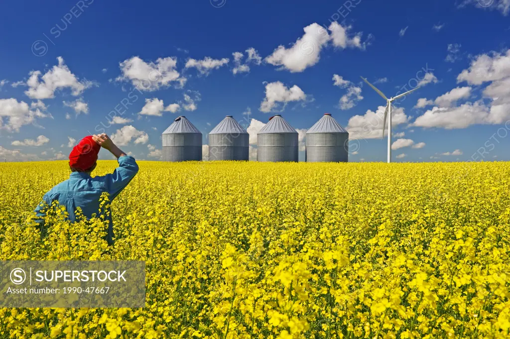 A man looks out over a field of bloom stage canola with grain binssilos and a wind turbine in the background, Tiger Hills, Manitoba, Canada