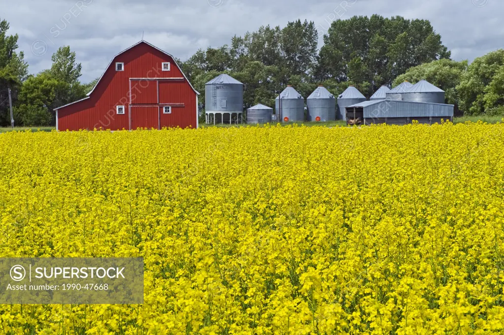 Bloom stage canola field with red barn and grain bins in the background, near Souris, Manitoba, Canada