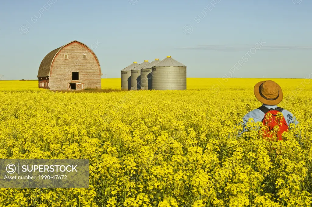 Man standing in bloom stage canola field with old barn and grain bins in the background, near Somerset, Manitoba, Canada