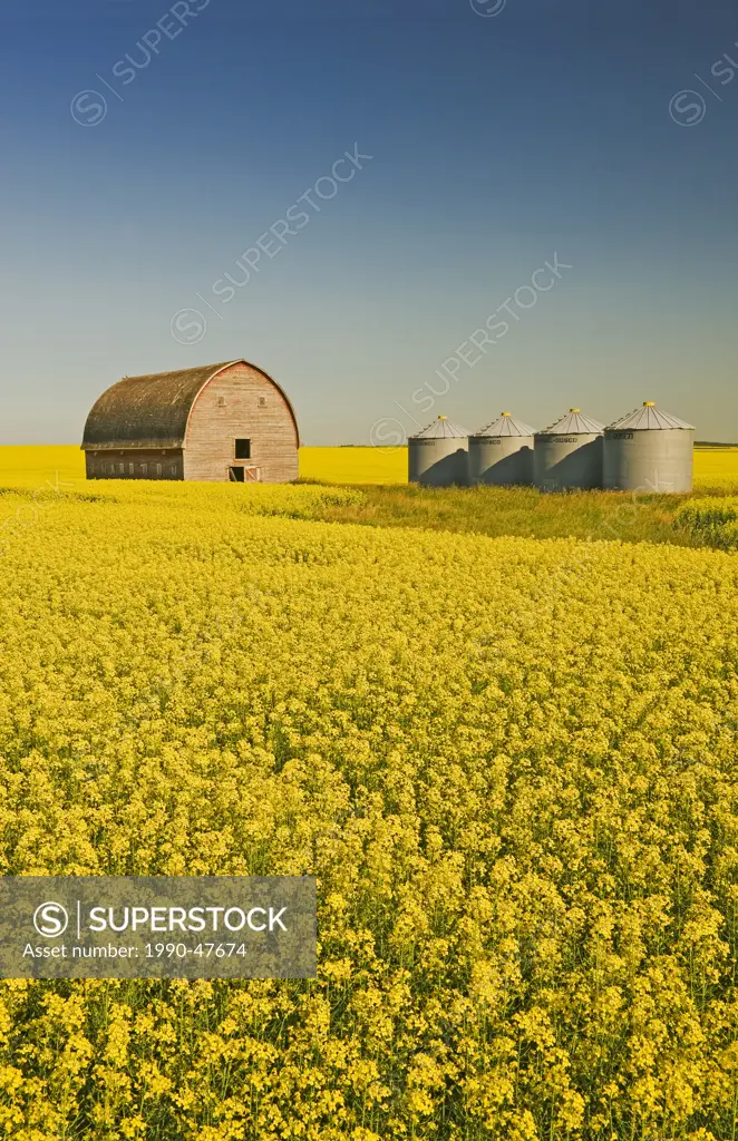Bloom stage canola field with old barn and grain bins in the background, near Somerset, Manitoba, Canada